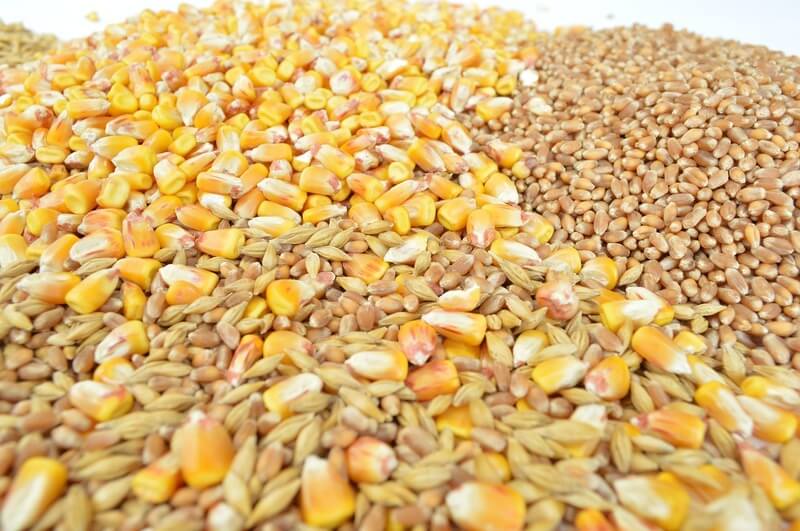 Aumento da produção sustentável de cereais em portugal
